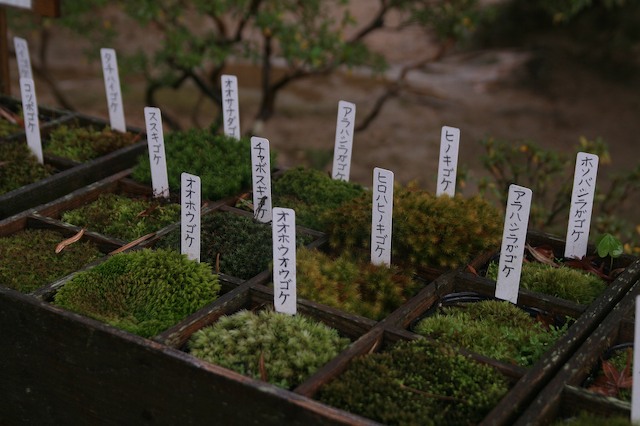 Kyoto 京都市 4